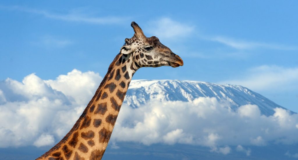 giraffe-kilimanjaro-mountain-national-park